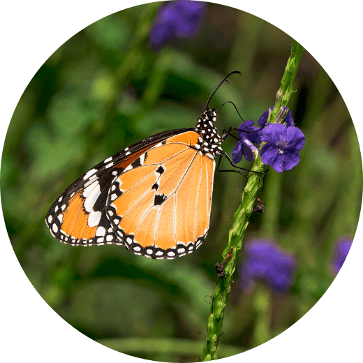 Environment Conservation