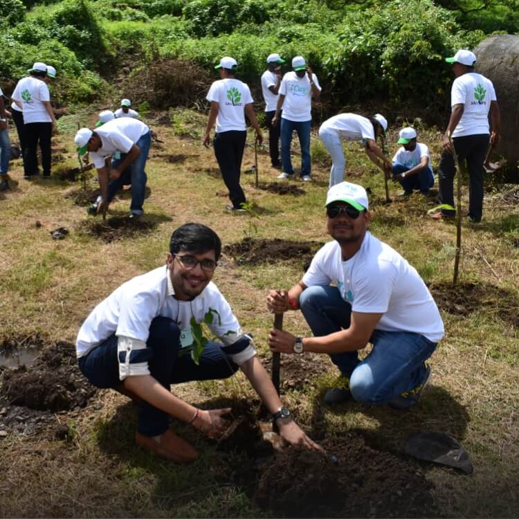Afforestation programme